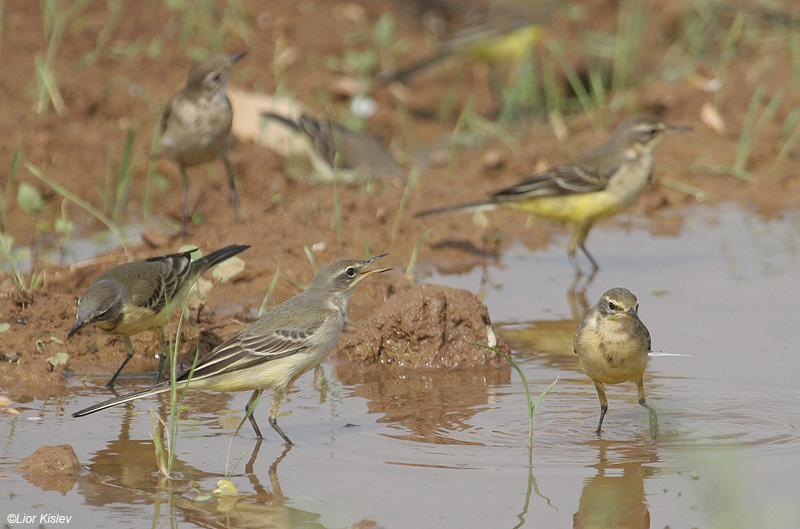     Yellow Wagtail  Motacilla flava                   , 2009 .: 